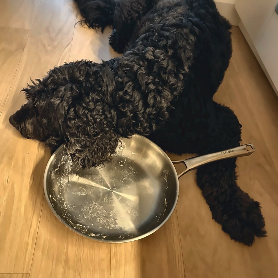 Rebel asleep with her head resting in the empty pan