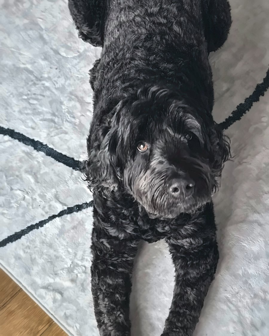 Rebel, a black goldendoodle, stretched out on a rug and looking up