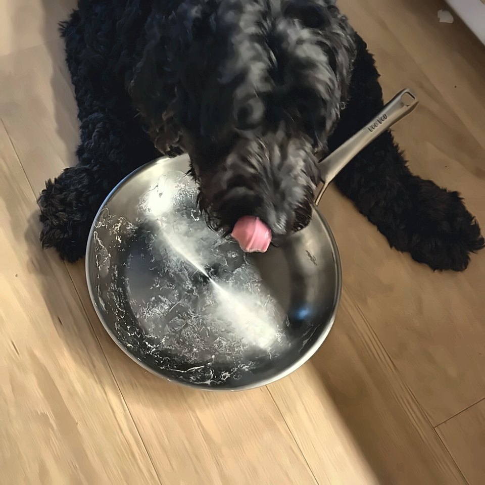 Rebel licking the empty pan clean