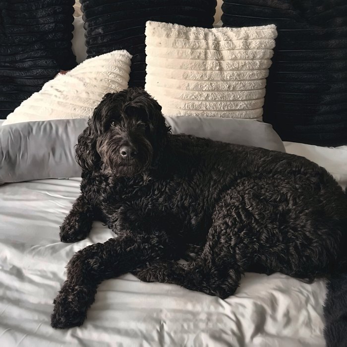 Rebel lounging on the bed among the pillows